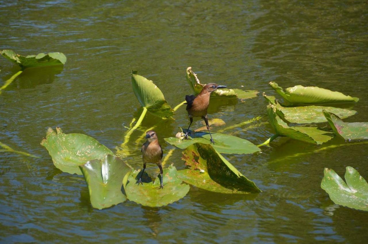 Villa Tortuga - Place To Relax Cape Coral Luaran gambar